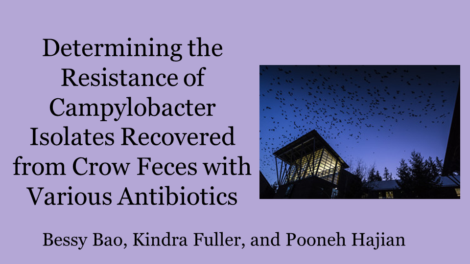 Determining the Resistance of Campylobacter Isolates Recovered from Crow Feces with Various Antibiotics Poster